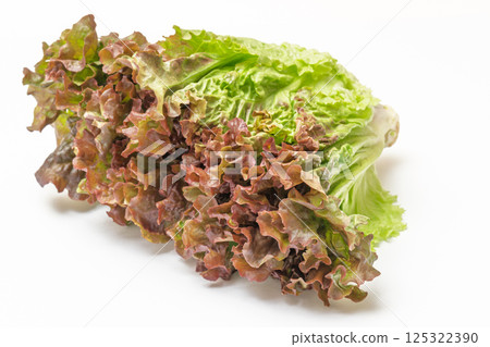 陽光生菜 125322390