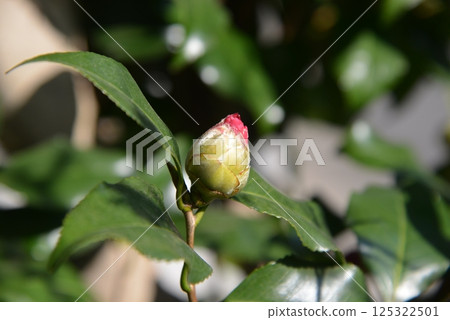 The tips of the swollen camellia buds are turning red The tips of the swollen camellia buds are turning red 125322501