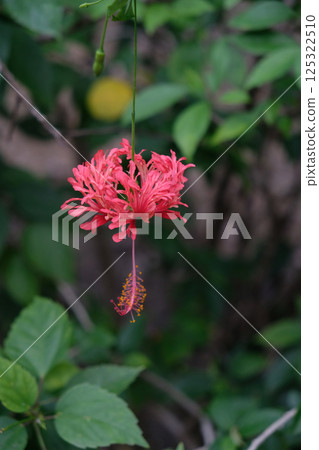red fringed rosemallow 125322510