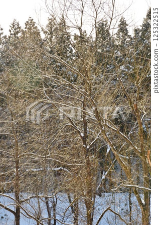 白雪覆蓋的樹木(新潟縣) 白雪覆蓋的樹木(新潟縣) 125322515