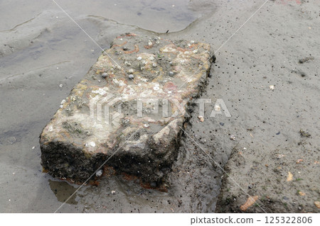 Early summer: Clithon fasciatus taking shelter in the shade at low tide (river flowing into Osaka Bay) 125322806