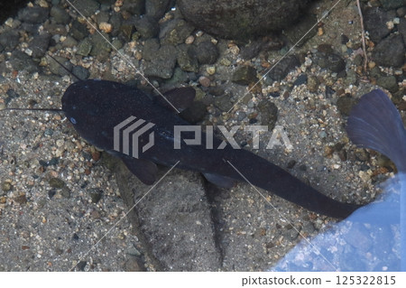 Japanese catfish in winter (Yonago City, Tottori Prefecture: near Hoki-Daisen Station) 125322815