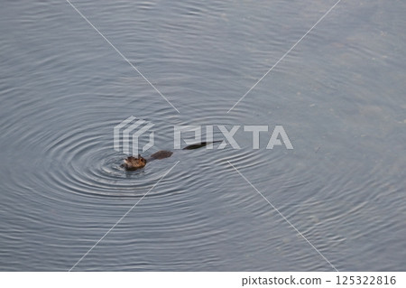 Swimming nutria (Takahashi River: Kawamocho, Takahashi City, Okayama Prefecture) 125322816