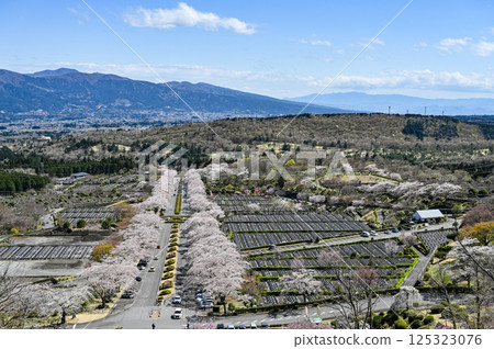 Cherry blossom trees lined up in Gotemba, Shizuoka Cherry blossom trees lined up in Gotemba, Shizuoka 125323076