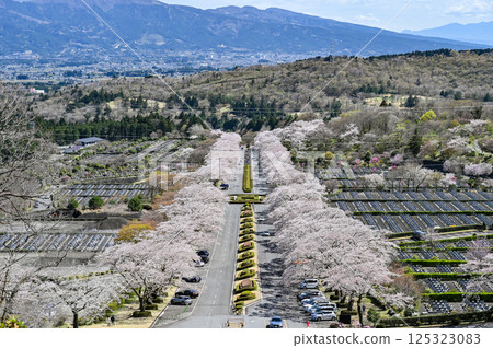 Cherry blossom trees lined up in Gotemba, Shizuoka 125323083