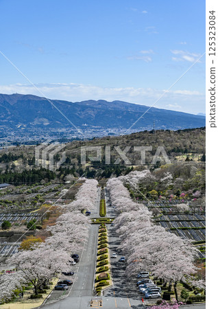 Cherry blossom trees lined up in Gotemba, Shizuoka 125323084