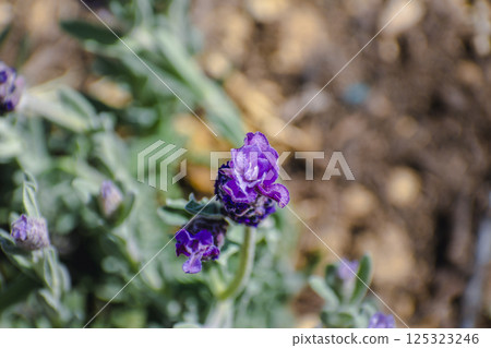 Butterfly lavender with large flowers attracting bees and pollinating insects, lavandula stoechas Butterfly lavender with large flowers attracting bees and pollinating insects, lavandula stoechas 125323246