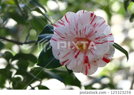 It blooms durably in the severe winter 125323259