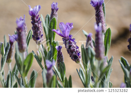 Butterfly lavender with large flowers attracting bees and pollinating insects, lavandula stoechas 125323282
