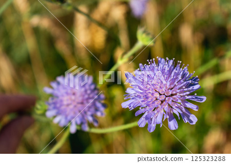 Knautia arvensis flower, the field scabious or field scabiosa 125323288
