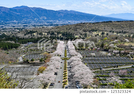 櫻花樹行在御殿場市，靜岡縣 125323324