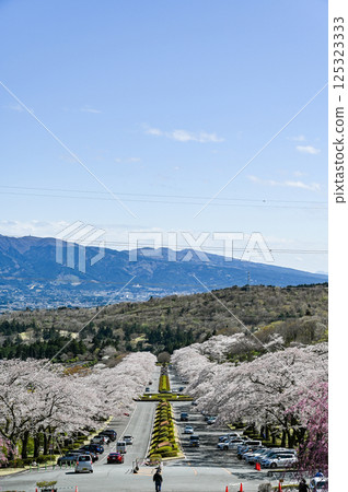 Row of cherry blossom trees in Gotemba City, Shizuoka Prefecture 125323333