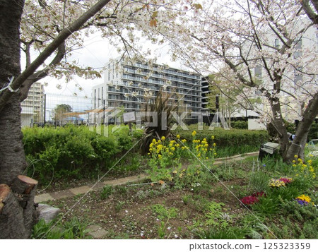 小島花園花開正盛:櫻花和蘿蔔沿著樹叢盛開 小島花園花開正盛:櫻花和蘿蔔沿著樹叢盛開 125323359