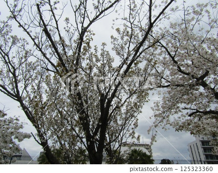 小島花園的櫻花盛開 小島花園的櫻花盛開 125323360