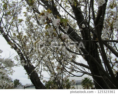 小島花園的櫻花盛開 小島花園的櫻花盛開 125323361