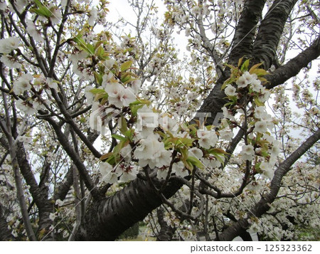 小島花園的櫻花盛開 125323362