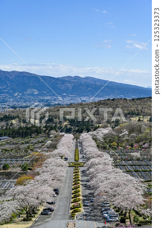 Cherry blossom trees in Gotemba, Shizuoka Prefecture Cherry blossom trees in Gotemba, Shizuoka Prefecture 125323373