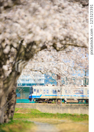 醉白溪川沿岸的櫻花樹和福岡市交通局1000系列列車（福岡市地鐵） 125323391
