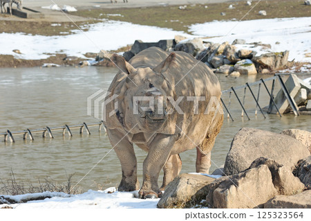 Indian Ring 125323564