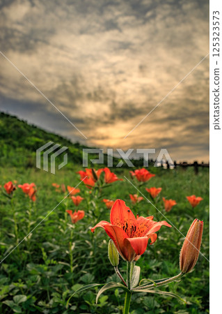 黃昏時分盛開的西伯利亞百合 黃昏時分盛開的西伯利亞百合 125323573