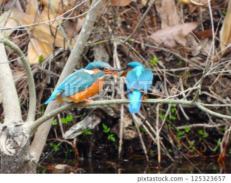 Two kingfishers Two kingfishers 125323657