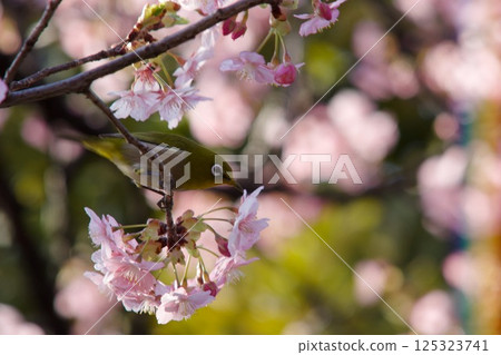 Kawazu cherry tree Kawazu cherry tree 125323741