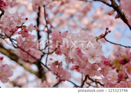 Kawazu cherry tree Kawazu cherry tree 125323746