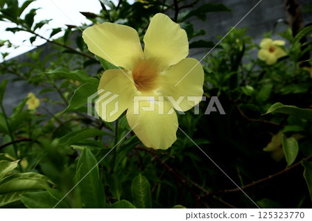 One yellow hibiscus 125323770