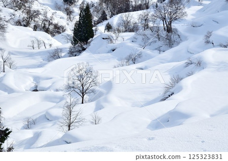 蒲生梯田的雪景(新潟縣) 蒲生梯田的雪景(新潟縣) 125323831