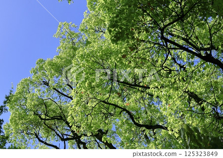 Green Moe 125323849