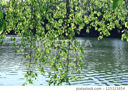 Green Moe Green Moe 125323854