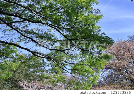 Green Moe 125323886