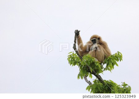White-handed gibbon sitting on a tree White-handed gibbon sitting on a tree 125323949