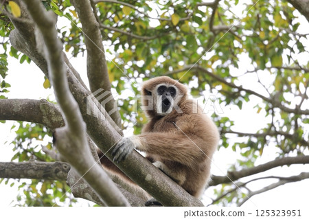 White-handed gibbon screaming from the tree 125323951