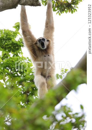 A white-handed gibbon hanging from a tree and singing 125323952