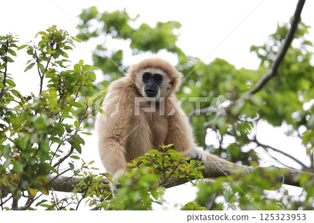 A white-handed gibbon sitting in a tree and looking at the camera 125323953