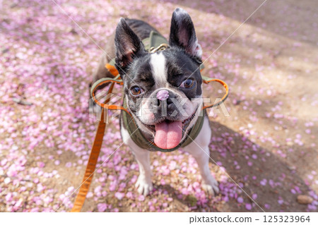 [春天] 鼻子上有櫻花花瓣的波士頓梗犬 [櫻花] 125323964