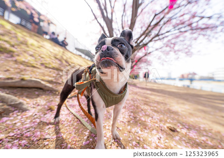 [Spring] Boston terrier with cherry blossom petals on its nose [Cherry Blossoms] 125323965