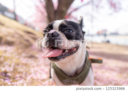 [春天] 鼻子上有櫻花花瓣的波士頓梗犬 [櫻花] 125323966