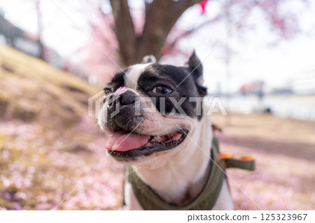 [春天] 鼻子上有櫻花花瓣的波士頓梗犬 [櫻花] 125323967