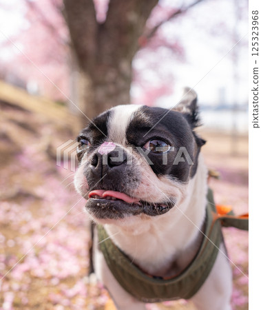 [春天] 鼻子上有櫻花花瓣的波士頓梗犬 [櫻花] 125323968