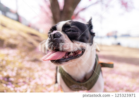 [春天] 鼻子上有櫻花花瓣的波士頓梗犬 [櫻花] 125323971