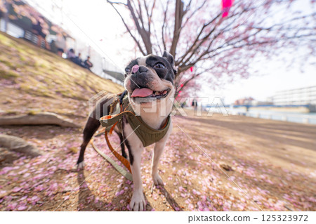 [Spring] Boston terrier with cherry blossom petals on its nose [Cherry Blossoms] 125323972