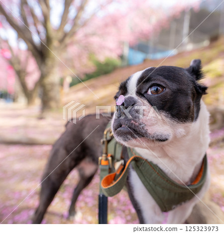 [春天] 鼻子上有櫻花花瓣的波士頓梗犬 [櫻花] 125323973