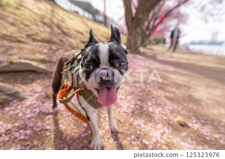 [Spring] Boston terrier with cherry blossom petals on its nose [Cherry Blossoms] 125323976