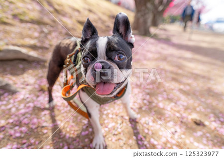 [Spring] Boston terrier with cherry blossom petals on its nose [Cherry Blossoms] 125323977