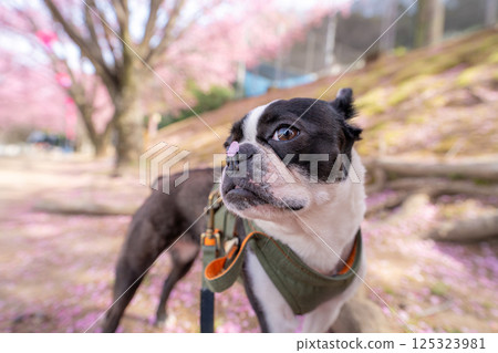 [春天] 鼻子上有櫻花花瓣的波士頓梗犬 [櫻花] 125323981