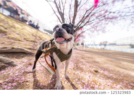 [春天] 鼻子上有櫻花花瓣的波士頓梗犬 [櫻花] 125323983