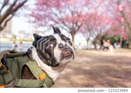 [春天] 鼻子上有櫻花花瓣的波士頓梗犬 [櫻花] 125323984