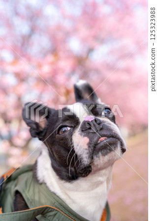 [春天] 鼻子上有櫻花花瓣的波士頓梗犬 [櫻花] 125323988
